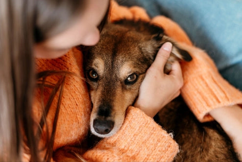 Mi Perro Tiembla: 10 Razones (Causas y Qué hacer)