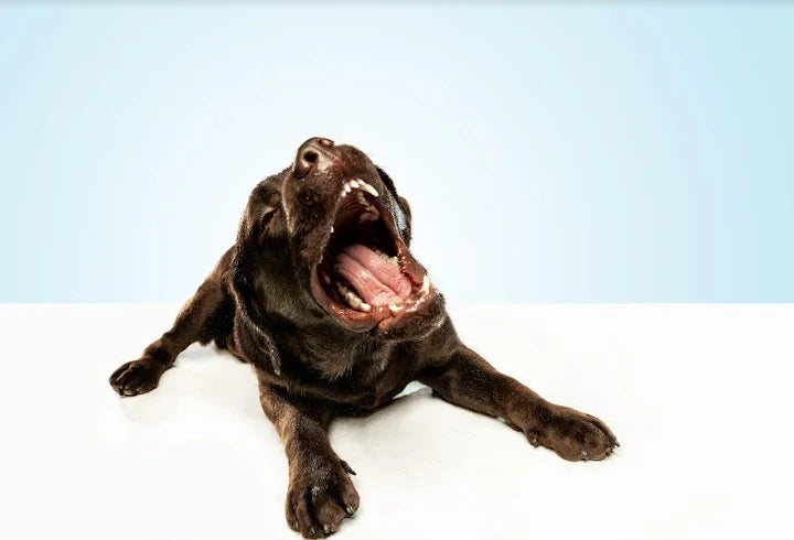 Mi perro tiene Tos: Qué le pasa y Cómo actuar 2023