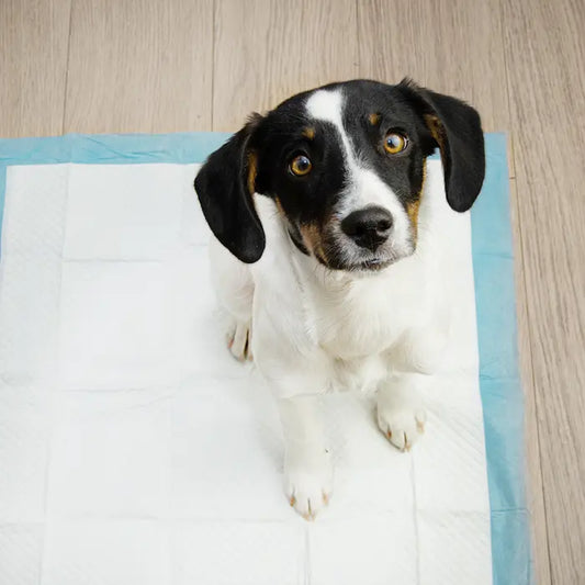 ¿Cómo Enseñar a un Perro o Cachorro a ir al Baño?