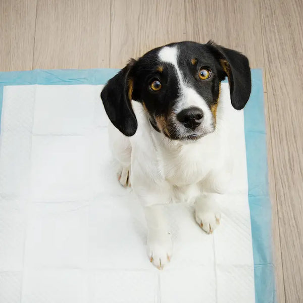 How to Teach a Dog or Puppy to go to the Bathroom?