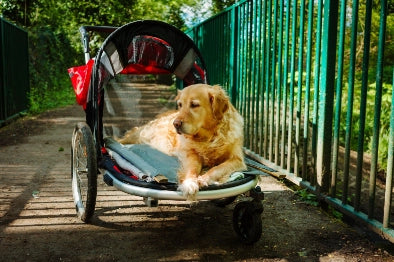 Displasia de Codo en Perros: Síntomas y Tratamiento