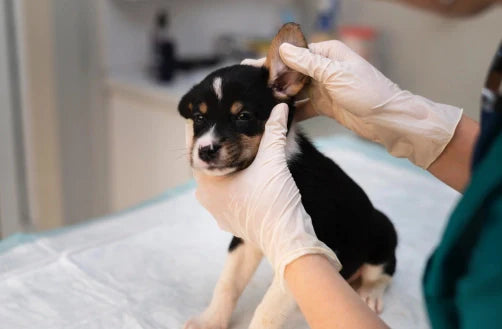 Picaduras de pulgas en perros: Síntomas y Tratamiento
