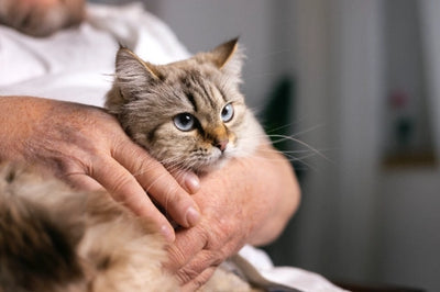 PIF en Gatos: Qué es, Causas, Síntomas, Cómo se Transmite y Tratamiento