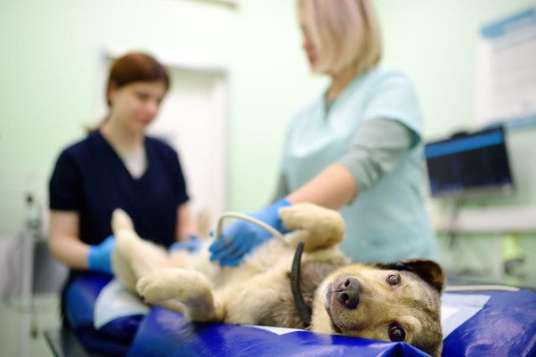Piómetra en Perros: Qué es, Causas, Síntomas y Tratamiento