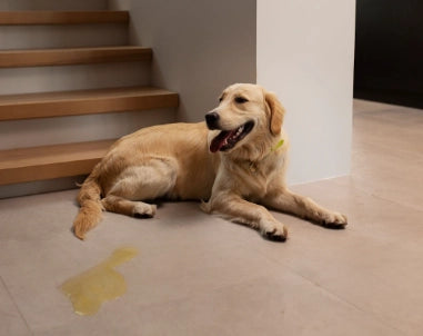 Dog Pee Smell: 12 Home Remedies to Get Rid of It
