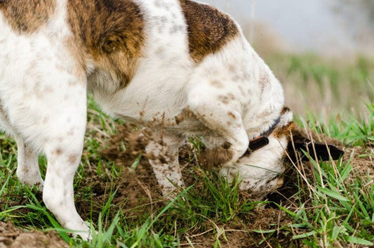 ¿Por qué mi Perro Come Tierra? Causas y Soluciones