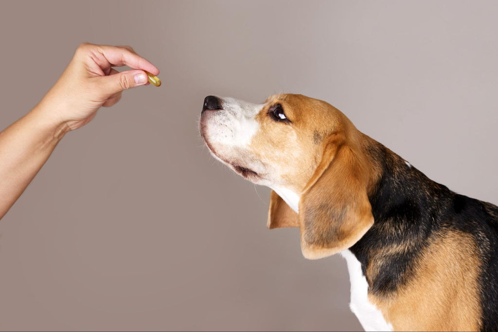 Probióticos para Perros: Qué son, Para qué sirven y Beneficios 