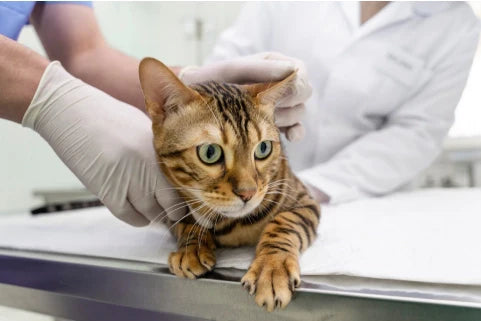 Rabia en Gatos: Síntomas, Contagio y Tratamientos