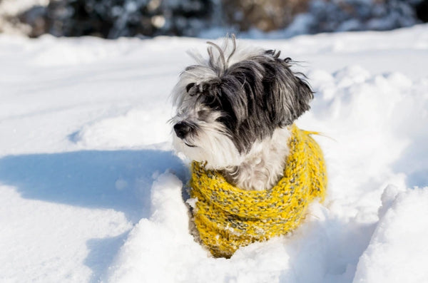 Cold in Dogs: Causes, Symptoms and Treatment