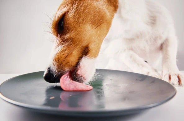 salmon para perros
