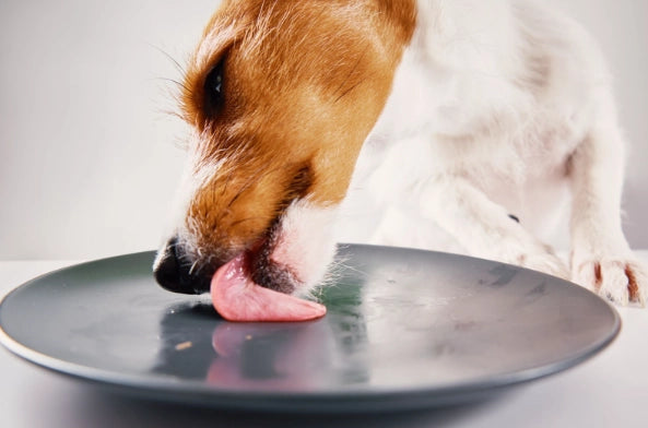 Salmon for Dogs: Can They Eat It? You must know
