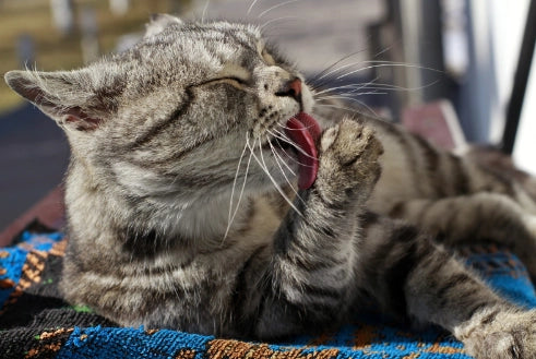 Sarna en Gatos: Síntomas, Tipos, Tratamientos y Contagio
