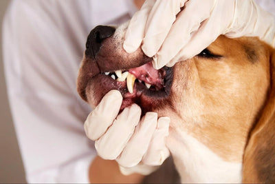 Tartar in Dogs: Causes, Symptoms and Treatment 