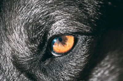 Horner Syndrome in Dogs: Causes, Symptoms and Treatment