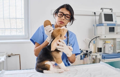 Sordera en Perros: Síntomas y Tratamiento