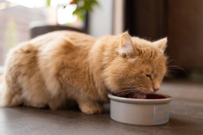 10 Best Foods with Taurine for Cats