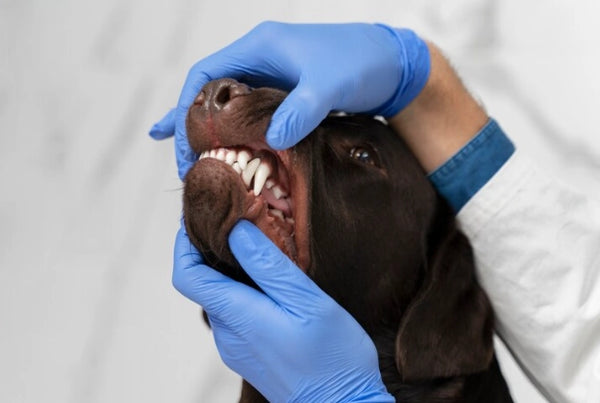 Warts in Dogs: What They Are, Types, Symptoms and Treatments