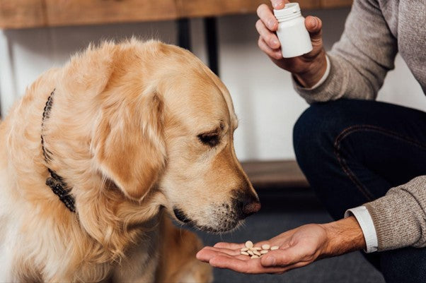 Vitamina B para Perros: Guía Completa 2025