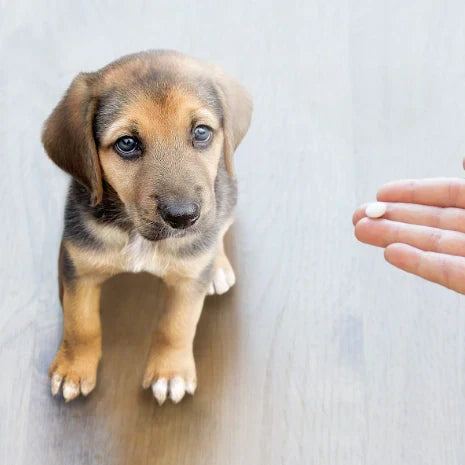 vitaminas para perros