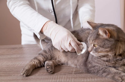 Vómitos en Gatos: Tipos, Causas y Remedios
