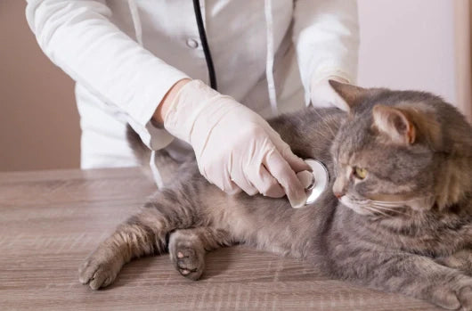 Vómitos en Gatos: Tipos, Causas y Remedios