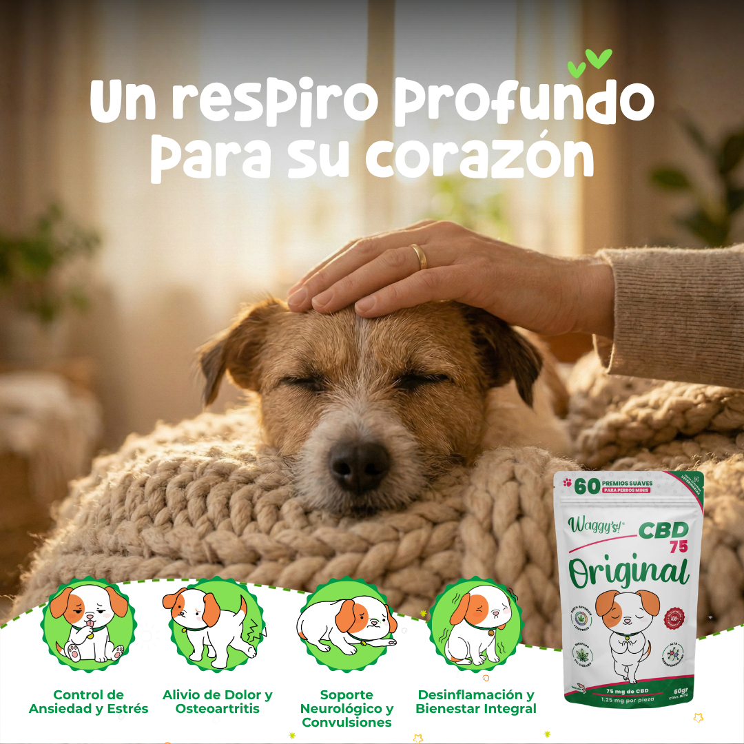 Premios Calmantes para Ansiedad y Dolor en Perros | Waggy's Original