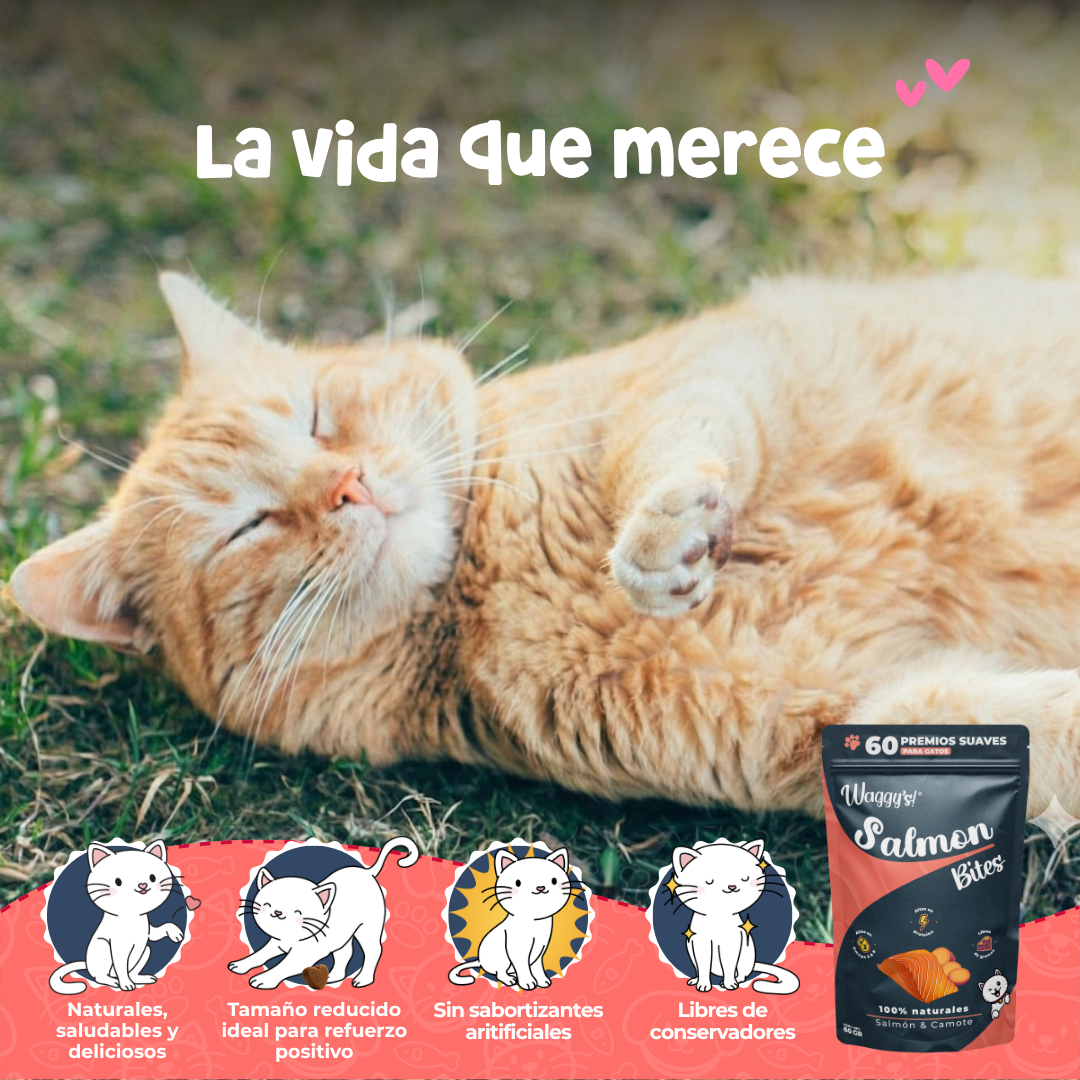 Premios Naturales y Nutritivos para Gatos | Waggy's Bites