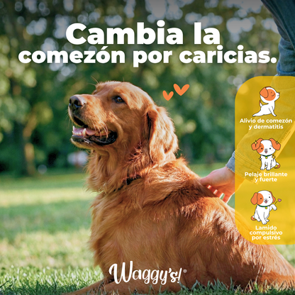 Perro Golden Retriever disfrutando caricias en el parque, mostrando el alivio de la comezón, dermatitis y un pelaje brillante con Waggy's Shine.