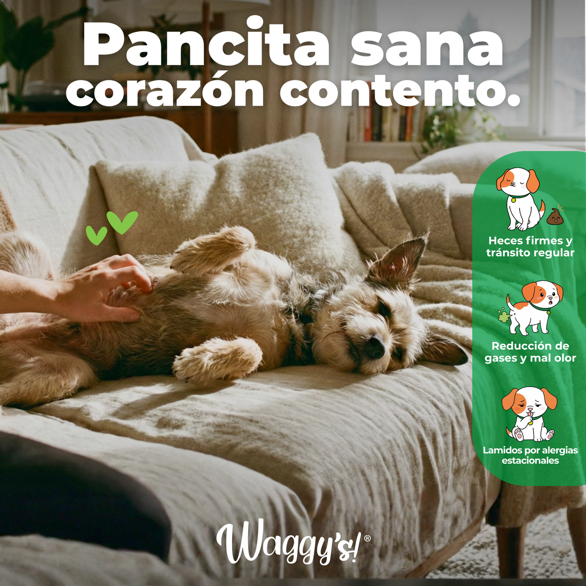 Perro relajado recibiendo caricias en la panza, mostrando beneficios de Waggy's Belly como heces firmes, menos gases y control de alergias.
