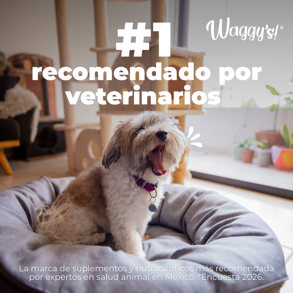 Natural Relaxant for Anxiety and Stress in Dogs | Waggy's Relax