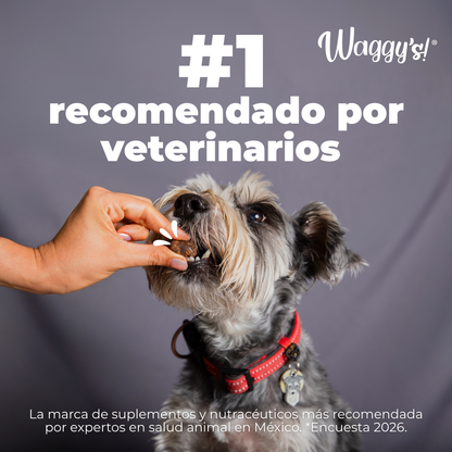 Tutor dándole la medicina camuflada en un Waggy's Pilly a su perro Schnauzer; la marca número 1 recomendada por veterinarios en México.
