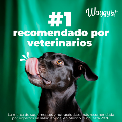 Perro negro relamiéndose junto al sello de Waggy's, la marca número 1 recomendada por veterinarios en México.