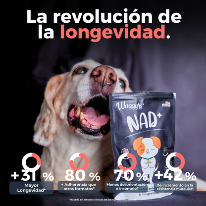 Suplemento Antienvejecimiento y Vitalidad para Perros | Waggy's NAD+