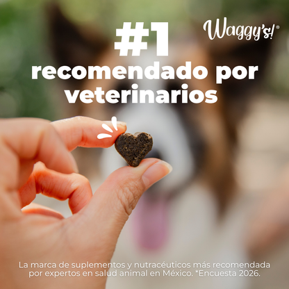 Supplement for Itching and Hair Loss in Dogs | Waggy's Shine