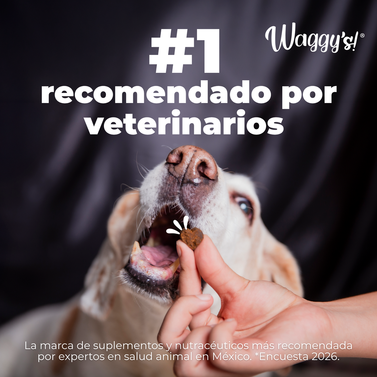Suplemento Antienvejecimiento y Vitalidad para Perros | Waggy's NAD+
